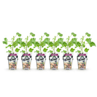 Green boutiQ - Fruitplanten - Jostabes - Ribes Jostabes - Winterhard - 6 Planten - Pot 9 cm - Zwarte Bes