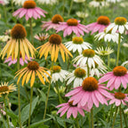 Green boutiQ - Plante vivace - Echinacea Tricolour - Échinacée - Attire les abeilles et les papillons - Jaune - Rose - Blanc - 6 Plantes - Pot 11cm - Hauteur 15-25cm
