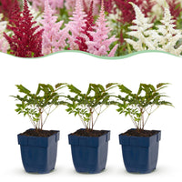 Green boutiQ - Vasteplant - Astilbe Tricolour - Pluimspirea - Schaduw - Paars - Roze - Wit - 24 Planten - Pot 11cm - Hoogte 15-25cm