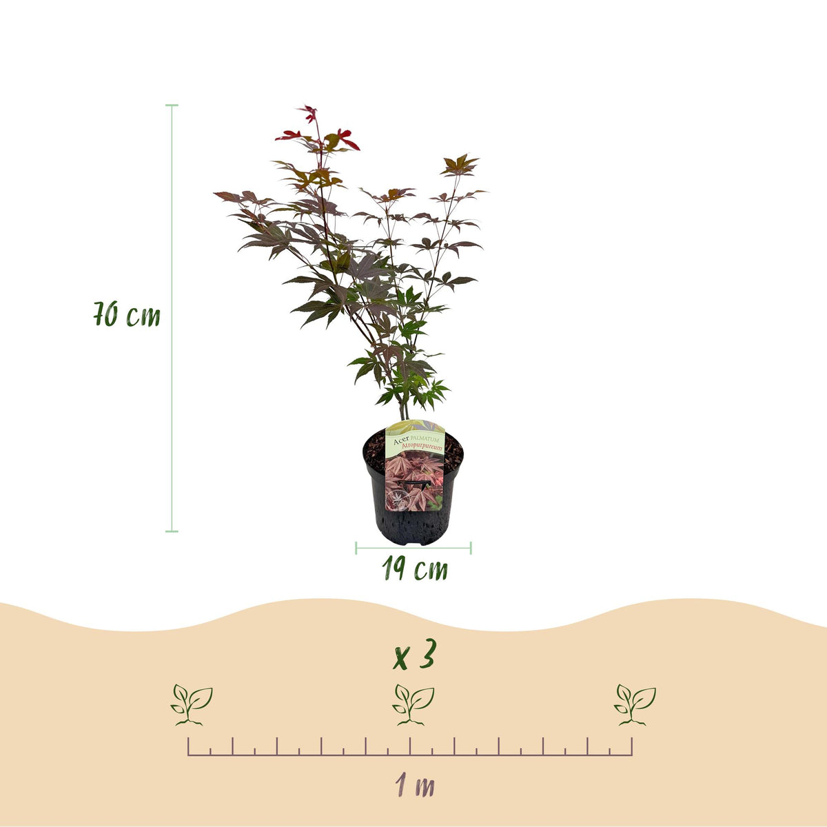 Green boutiQ - Terrasplant - Japanse Esdoorn - Acer palmatum Atropurpureum - Paars - 2 Planten - Bladverliezend - Pot 19cm Hoogte 70cm