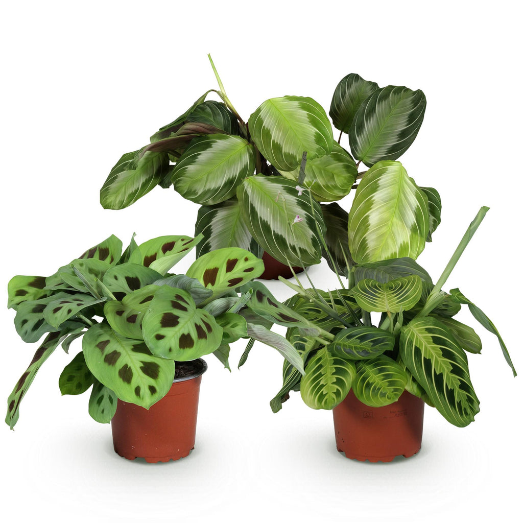 Green boutiQ - Plante d'intérieur - Marantha Silverband, Marantha Lemon Lime, Marantha Kerchoveana - Plante prière - Plante adaptée aux animaux de compagnie - Vert - 3 plantes - Pot 12 cm - Hauteur 25 cm