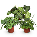 Green boutiQ - Plante d'intérieur - Marantha Silverband, Marantha Lemon Lime, Marantha Kerchoveana - Plante prière - Plante adaptée aux animaux de compagnie - Vert - 3 plantes - Pot 12 cm - Hauteur 25 cm