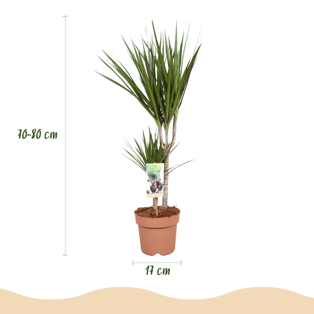Green BoutiQ - Green is... Plantes d'intérieur - Dracaena Marginata - Dragonnier - Peu d'entretien - Vert - 1 plante - Pot 17cm - Hauteur 70-80cm