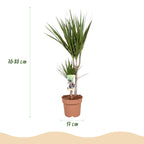Green BoutiQ - Green is... Plantes d'intérieur - Dracaena Marginata - Dragonnier - Peu d'entretien - Vert - 1 plante - Pot 17cm - Hauteur 70-80cm