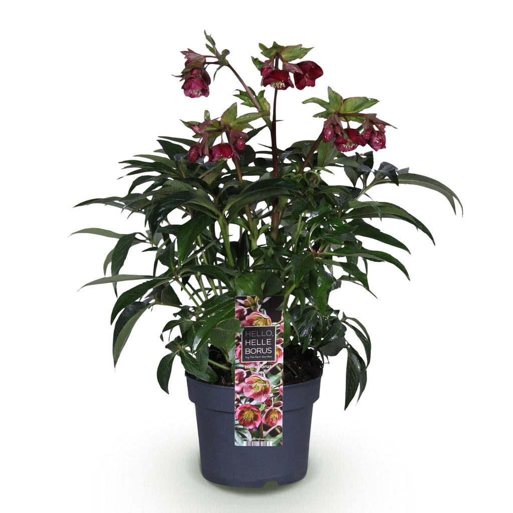 Green boutiQ - Plante de jardin - Rose de Carême - Hellébore Dacaya - Fleur rose - Persistant - Pot 19cm Hauteur 50cm