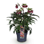Green boutiQ - Plante de jardin - Rose de Carême - Hellébore Dacaya - Fleur rose - Persistant - Pot 19cm Hauteur 50cm