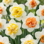 40x Narcisse Macaron Bloss - Narcissus Macaron Bloss - Blanc et Jaune - Floraison printanière - Calibre 12/14
