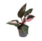 Philodendron Pink Princess Marble - Pink Princess Marble Philodendron - Green - Pink - Tropical - Ø6cm - ↕12cm