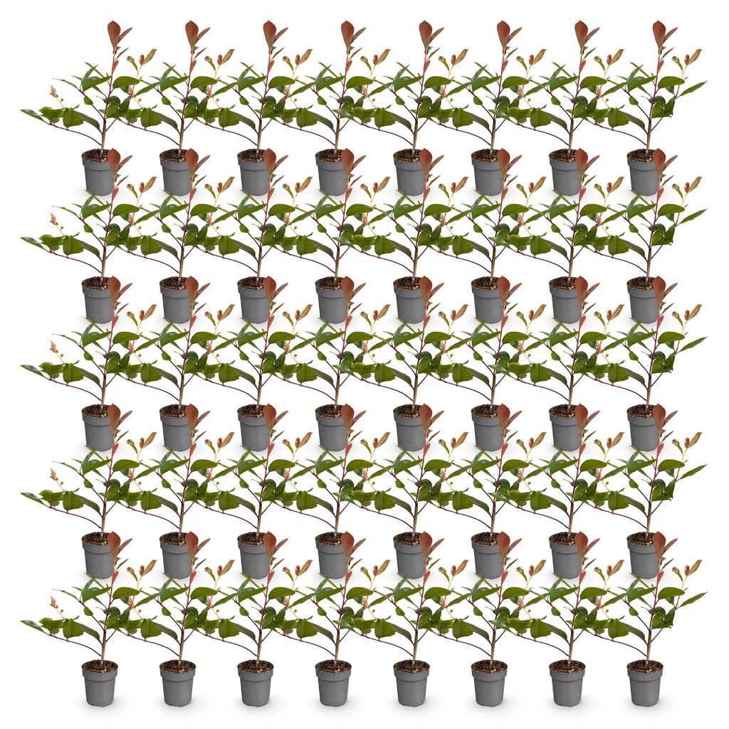 Green boutiQ - 40x Photinia fraseri Red Robin - Photinia - Plantes de haie - Persistant - Rouge - Pot 9cm - Hauteur 25-35cm