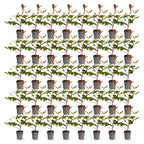 Green boutiQ - 40x Photinia fraseri Red Robin - Photinia - Plantes de haie - Persistant - Rouge - Pot 9cm - Hauteur 25-35cm