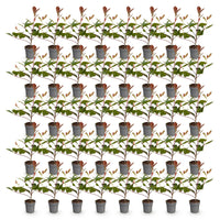 Green boutiQ - 40x Photinia fraseri Red Robin - Glansmispel - Haagplanten - Groenblijvend - Rood - Pot 9cm - Hoogte 25-35cm
