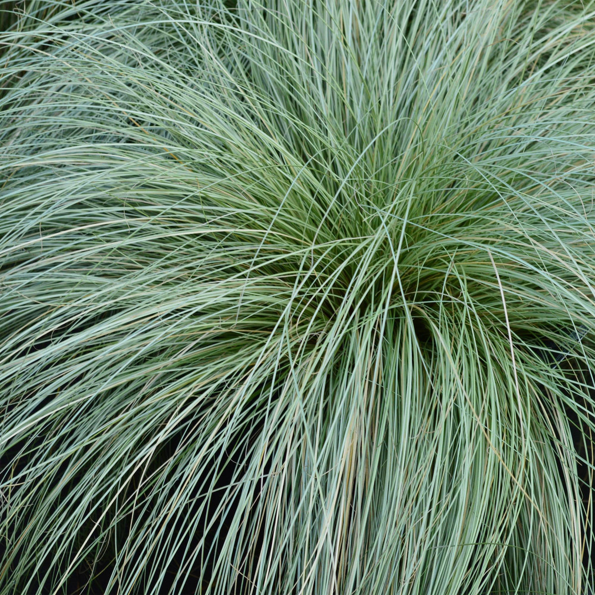 Green boutiQ - Graminées ornementales - Carex comans Frosted Curls - Vert - 1 Plante - Persistant - Rustique - Pot 17cm Hauteur 50cm