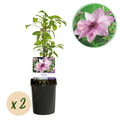 Green boutiQ - Plante grimpante - Clématite Pink Fantasy - Fleur rose - Peu d'entretien - 2 plantes - Pot 11cm Hauteur 40cm