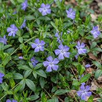 Vasteplant - Vinca minor - Maagdenpalm - Bodembedekkend - blauw - 6 Planten - Pot 11cm - Hoogte 15-25cm