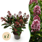 Green boutiQ - Plante de terrasse - Skimmia japonica Rubella - Fleur rouge - 10+ Fleurs - 3 Plantes - Rustique - Pot 10,5cm Hauteur 25cm