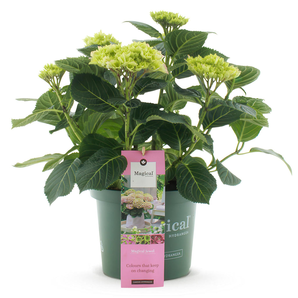 Green boutiQ - Terrassenpflanze - Hortensie - Hydrangea Magical Jewel Pink - Rosa - 6-10 Blüten - Topf 23cm Höhe 55cm