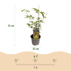 Green boutiQ - Plante de jardin - Acer palmatum Sangokaku - Vert - 1 plante - Caduc - Peu d'entretien - Pot 12cm Hauteur 35cm