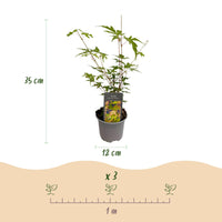 Green boutiQ - Tuinplant - Acer palmatum Sangokaku - Groen - 1 Plant - Bladverliezend - Weing Onderhoud - Pot 12cm Hoogte 35cm