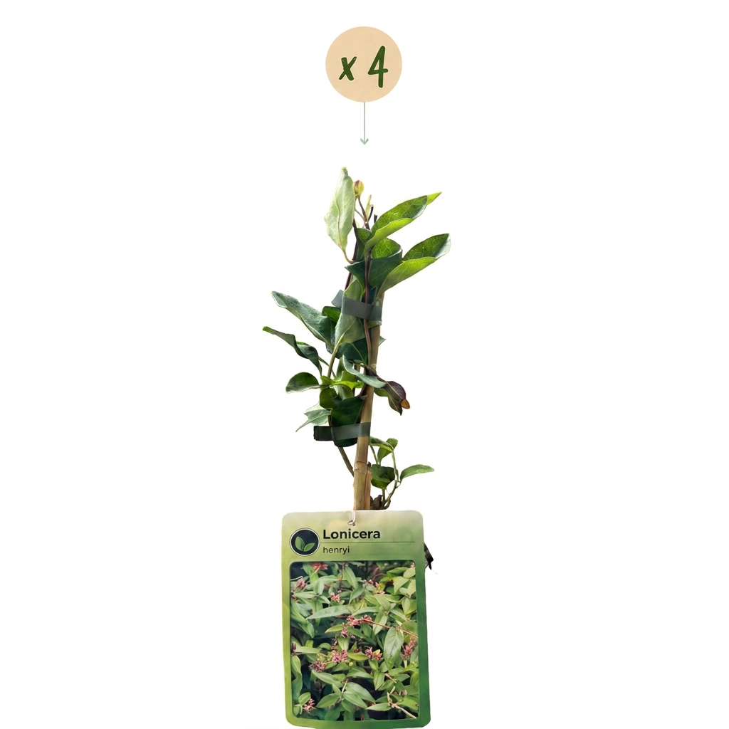 4x Lonicera henryi - Chèvrefeuille de Henry - Jaune - Rouge - Grimpante - Ø9cm - ↕35cm