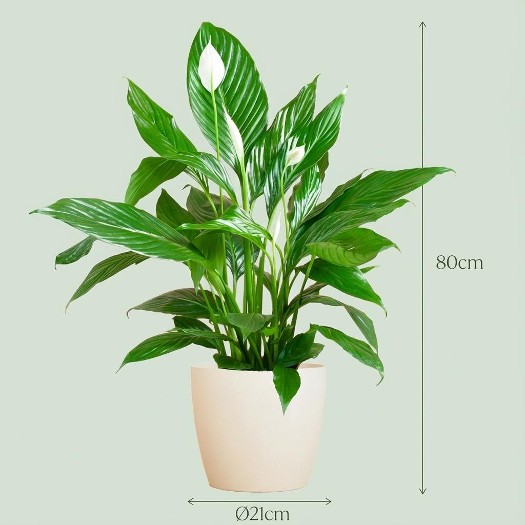 Green boutiQ - Zimmerpflanze - Einblatt - Spathiphyllum - Weiß - Pflegeleicht - 1 Pflanze - mit Topf Weiß - Topf 21cm - Höhe 70 - 80cm
