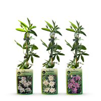 6x Passiflora Tricolour - Tricolour passion flower - White - Purple - Pink - Climber - Ø9cm - ↕35cm