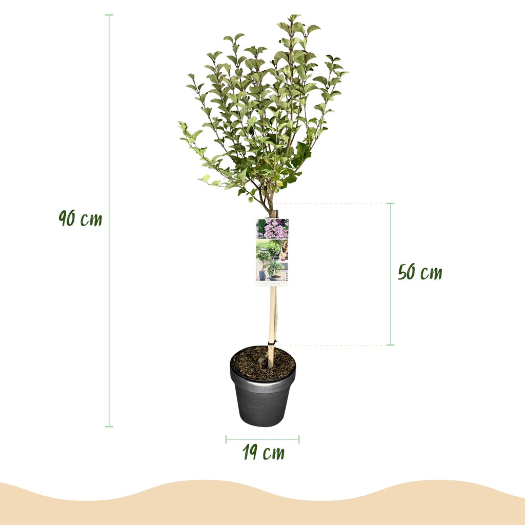 Green boutiQ - Syringa meyeri Palibin sur tige - Plante de terrasse - Caduc - Rustique - Fleurs violettes - Pot 19cm Hauteur 90cm