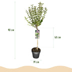 Green boutiQ - Syringa meyeri Palibin sur tige - Plante de terrasse - Caduc - Rustique - Fleurs violettes - Pot 19cm Hauteur 90cm