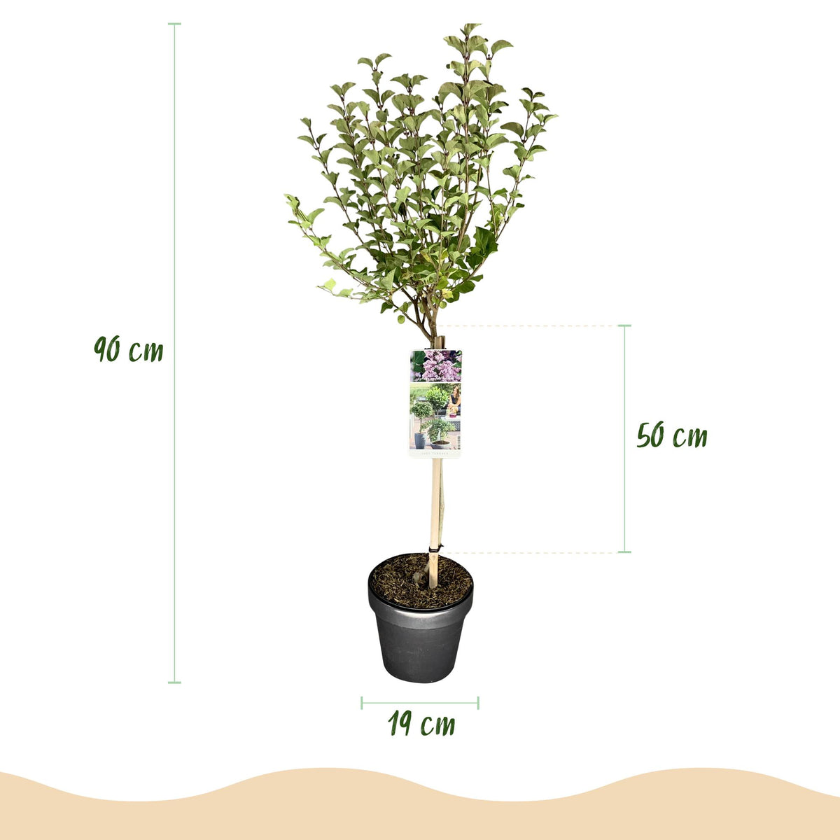Green boutiQ - Syringa meyeri Palibin sur tige - Plante de terrasse - Caduc - Rustique - Fleurs violettes - Pot 19cm Hauteur 90cm