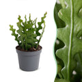 Epiphyllum Anguliger - Fishbone Cactus - Green - Tropical - Ø6cm - ↕15cm