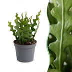 Epiphyllum Anguliger - Fishbone Cactus - Green - Tropical - Ø6cm - ↕15cm
