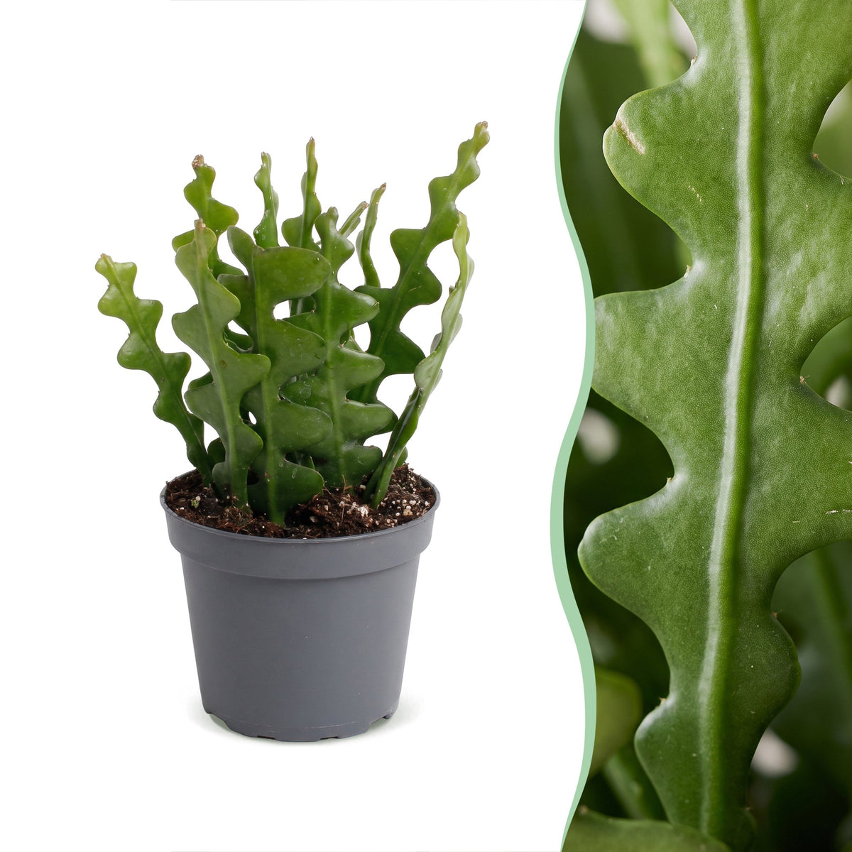 Epiphyllum Anguliger - Fishbone Cactus - Green - Tropical - Ø6cm - ↕15cm