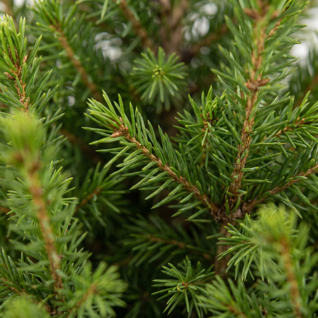 Picea glauca Conica - Dwarf Alberta Spruce - Green - Christmas tree - Ø19cm - ↕65cm