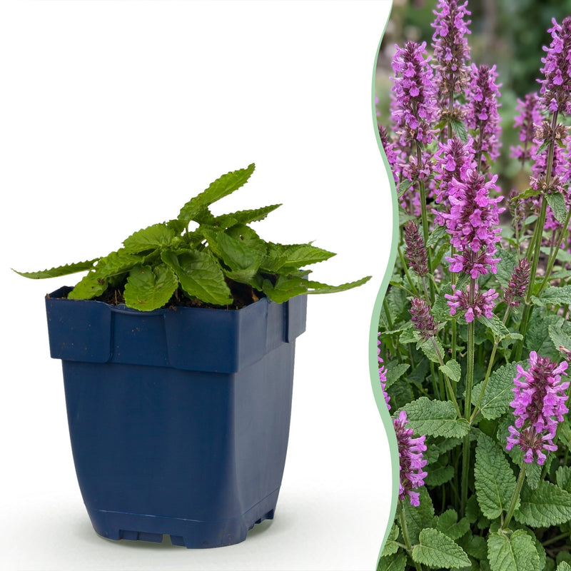 Green boutiQ - Perennial - Stachys mon. Hummelo - Lamb's Ear - Bee and Butterfly Attractors - Purple - 1 Plant - Pot 11cm - Height 15-25cm