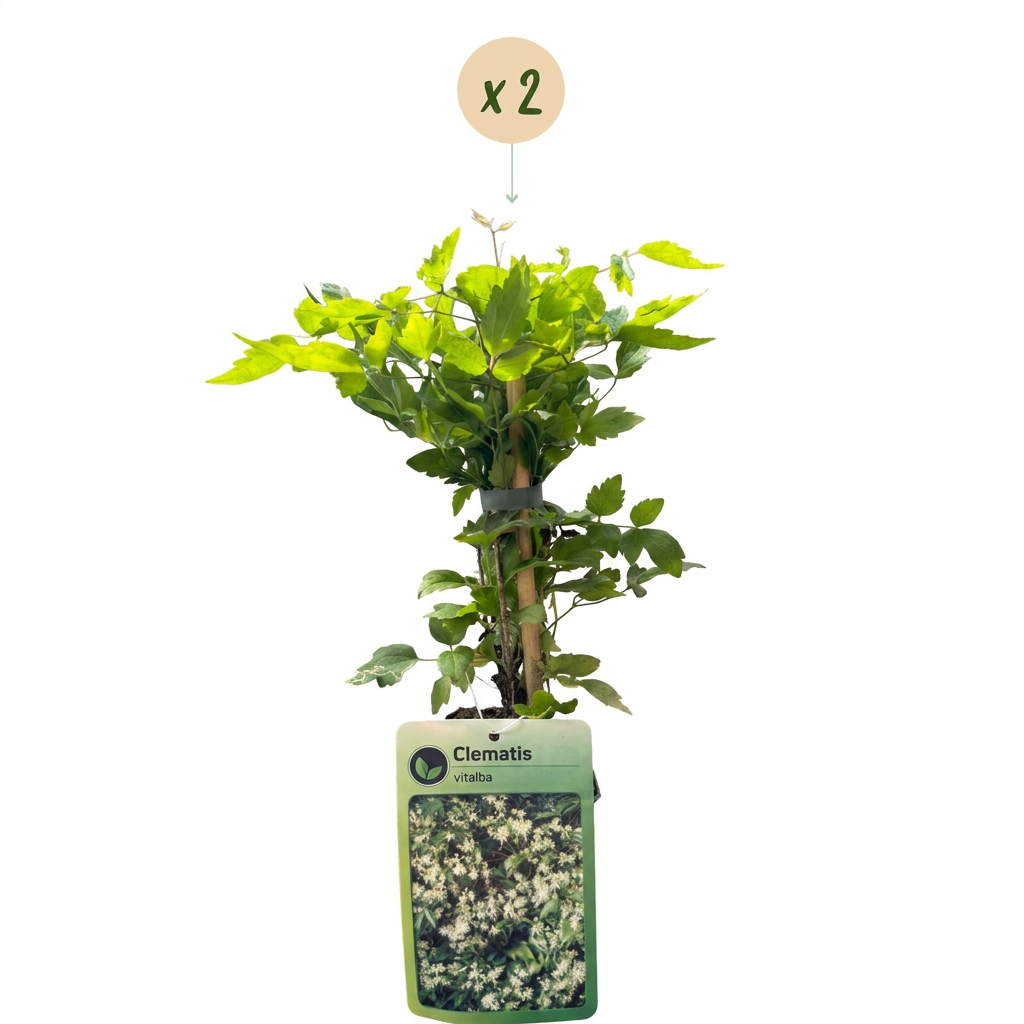 2x Clematis vitalba - Old man's beard - White - Climber - Ø9cm - ↕35cm