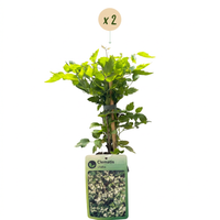 2x Clematis vitalba - Old man's beard - White - Climber - Ø9cm - ↕35cm