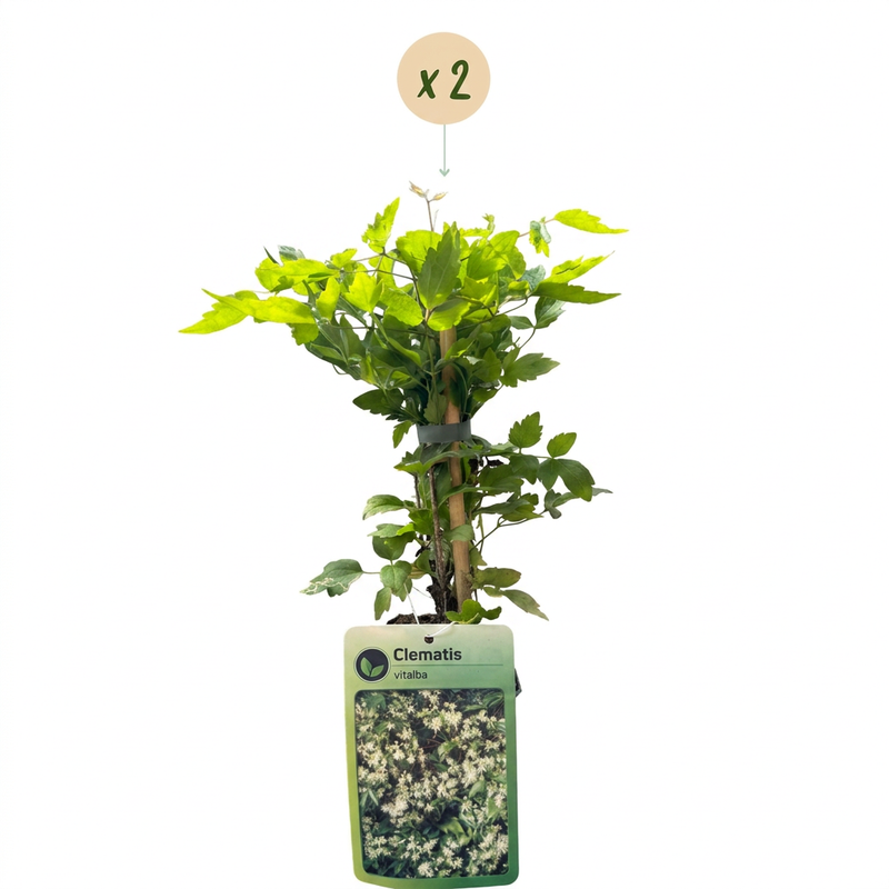 2x Clematis vitalba - Gewöhnliche Waldrebe - Weiß - Kletterpflanze - Ø9cm - ↕35cm