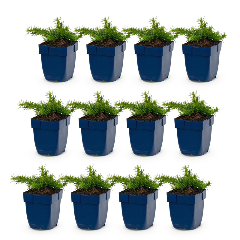 Green boutiQ - Vasteplant - Phlox Maischnee - Vlambloem - Bodembedekkend - Wit - 12 Planten - Pot 11cm - Hoogte 15-25cm