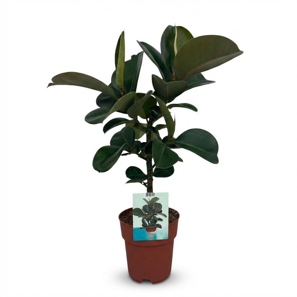 Green boutiQ - Plante d'intérieur - Plante en caoutchouc - Ficus Elastica Cloe - Vert - Peu d'entretien - 1 plante - Pot 19cm - Hauteur 65cm