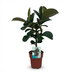 Green boutiQ - Plante d'intérieur - Plante en caoutchouc - Ficus Elastica Cloe - Vert - Peu d'entretien - 1 plante - Pot 19cm - Hauteur 65cm
