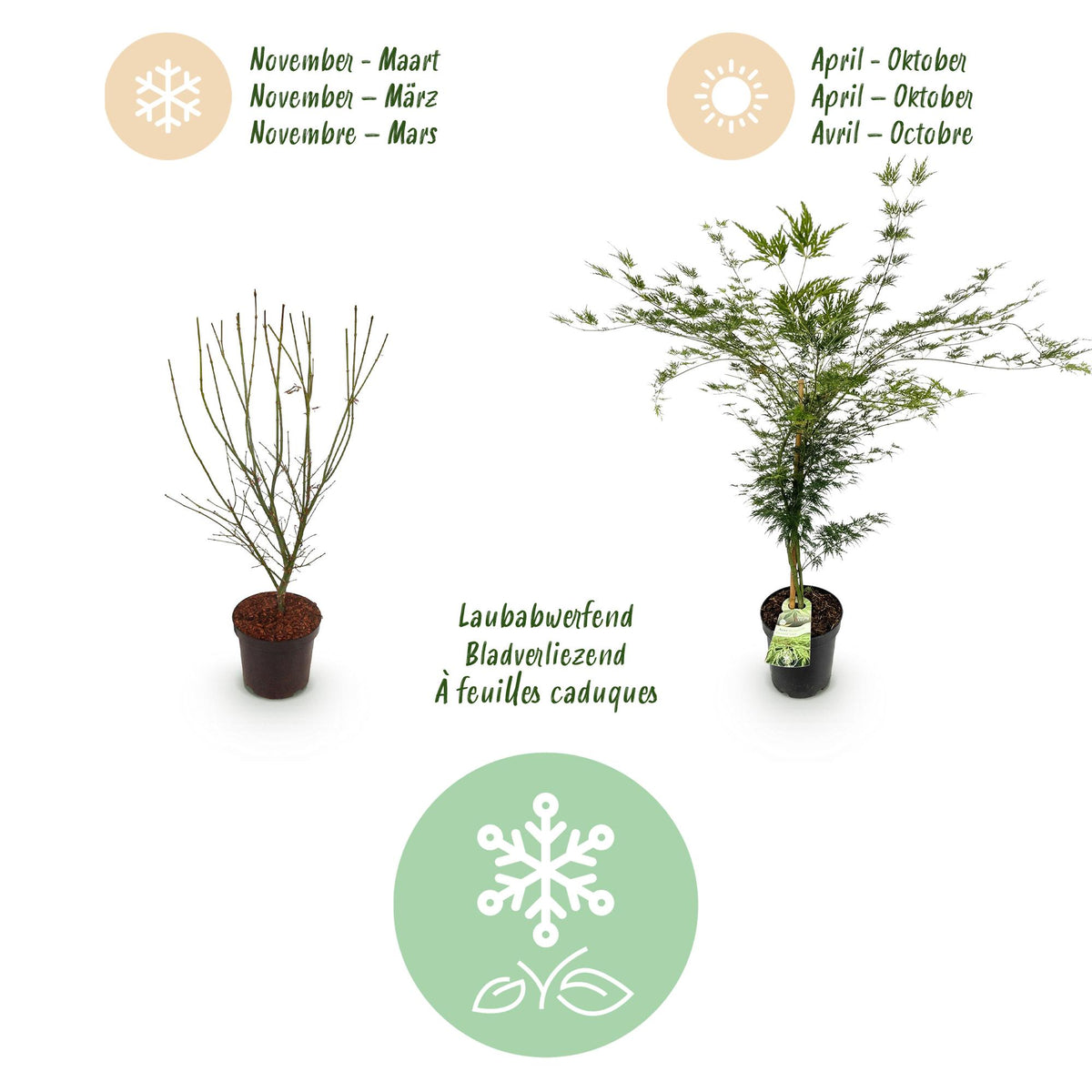 Green boutiQ - Plante de jardin - Acer palmatum Emerald Lace - Érable japonais - Caduc - Vert - 1 - Pot 26cm - Hauteur 90cm