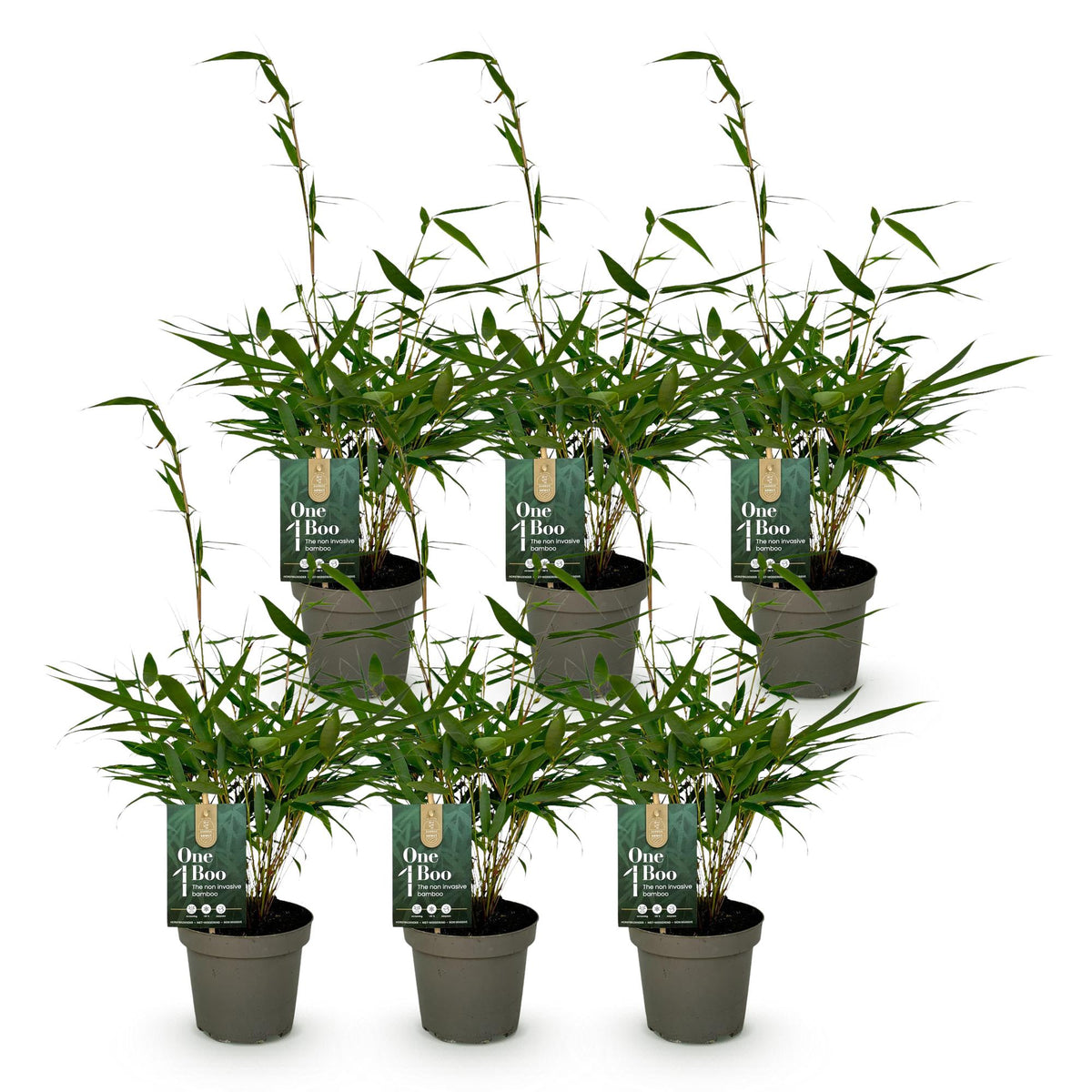 Green boutiQ - Bambus - Fargesia robusta Pingwu - Immergrün - Nicht wuchernd - Grün - 6 Pflanzen - Topf 14cm - Höhe 35cm
