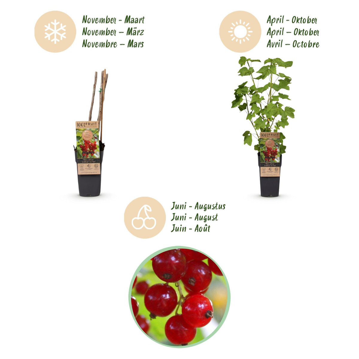 Green boutiQ - Plant fruitier - Ribes rubrum Jonkheer van Tets - Groseillier - Rustique - Groseille rouge - 2 plantes - Pot 15cm - Hauteur 50cm