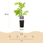 Green boutiQ - Glycine - Wisteria floribunda Prolific - Fleur bleue - 1 plante - Pot 11cm Hauteur 40cm