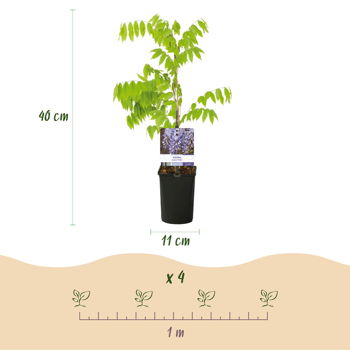 Green boutiQ - Glycine - Wisteria floribunda Prolific - Fleur bleue - 1 plante - Pot 11cm Hauteur 40cm