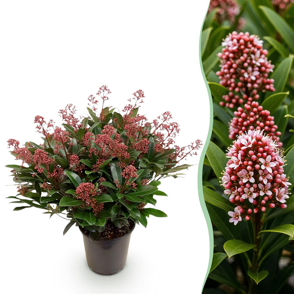 1x - Terrassenpflanze - Skimmia japonica Rubella - Blüte Rot - 40+ Blüten - 1 Pflanze - Winterhart - Topf 19cm Höhe 60cm