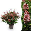 1x - Terrassenpflanze - Skimmia japonica Rubella - Blüte Rot - 40+ Blüten - 1 Pflanze - Winterhart - Topf 19cm Höhe 60cm