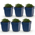 Green boutiQ - Plante vivace - Campanula portenschlagiana - Campanule à feuilles de pêcher - Couvre-sol - Rose - 6 plantes - Pot 11cm - Hauteur 15-25cm