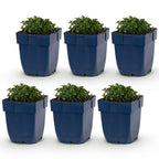 Green boutiQ - Plante vivace - Campanula portenschlagiana - Campanule à feuilles de pêcher - Couvre-sol - Rose - 6 plantes - Pot 11cm - Hauteur 15-25cm