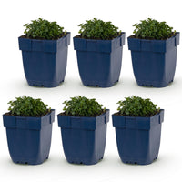 Green boutiQ - Vasteplant - Campanula portenschlagiana - Perzikbladklokje - Bodembedekkend - Roze - 6 Planten - Pot 11cm - Hoogte 15-25cm