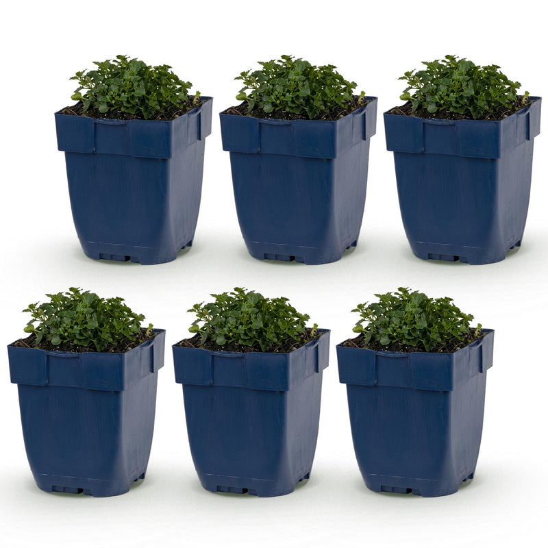 Green boutiQ - Vasteplant - Campanula portenschlagiana - Perzikbladklokje - Bodembedekkend - Roze - 6 Planten - Pot 11cm - Hoogte 15-25cm